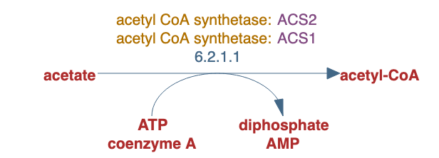 acetate utilization pathway diagram