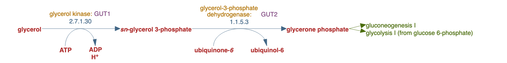 glycerol degradation pathway diagram