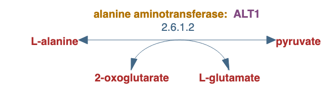 L-alanine degradation III pathway diagram