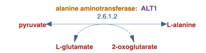 L-alanine biosynthesis II pathway diagram