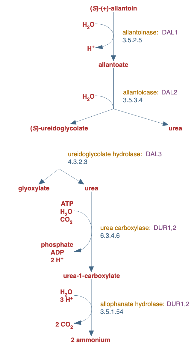 superpathway of allantoin degradation in yeast pathway diagram