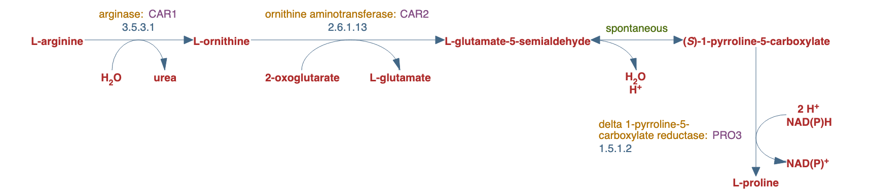 L-arginine degradation VI (arginase 2 pathway) pathway diagram