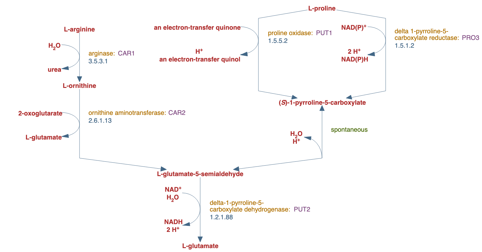 arginine degradation (aerobic) pathway diagram
