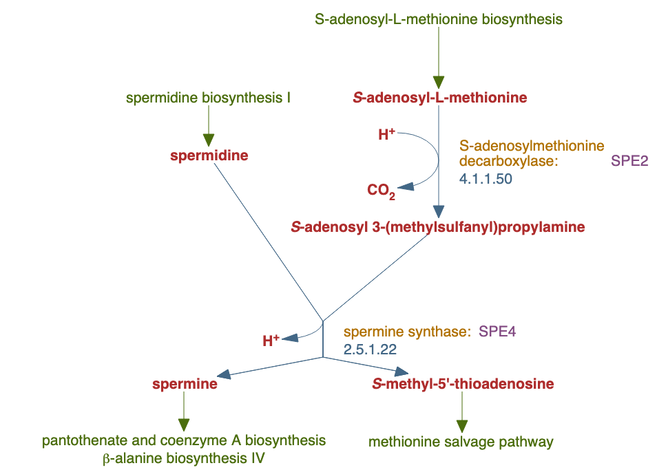 spermine biosynthesis pathway diagram