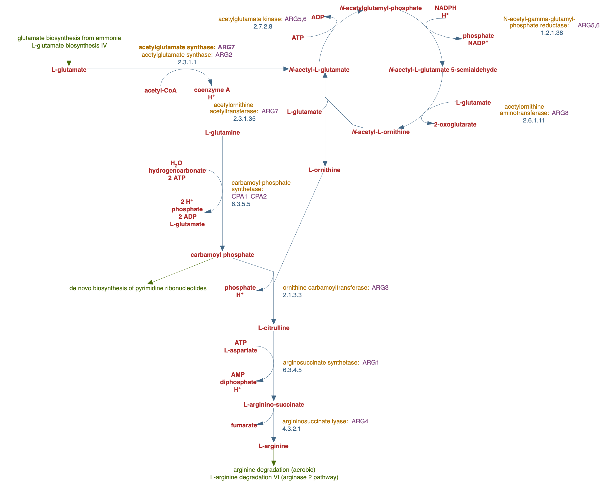 L-arginine biosynthesis II (acetyl cycle) pathway diagram