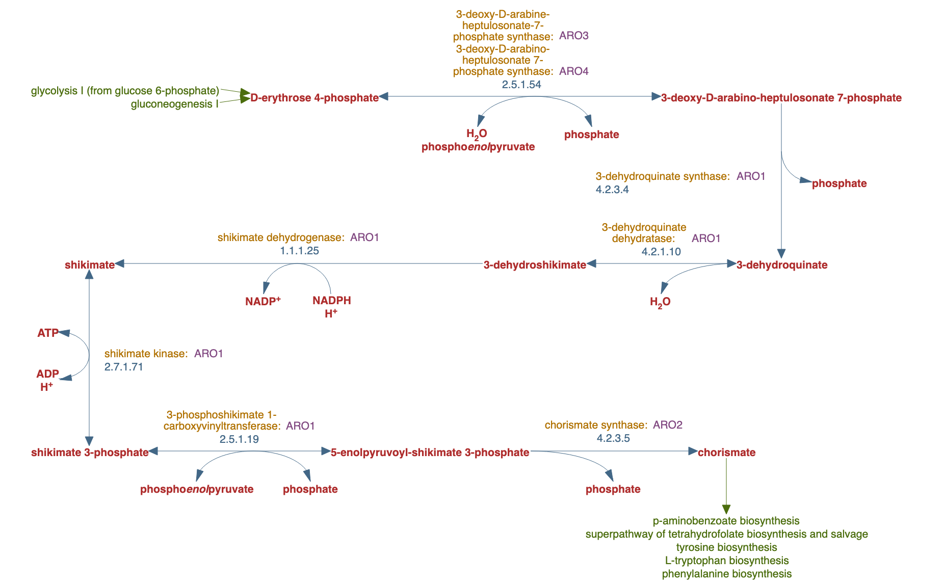 chorismate biosynthesis pathway diagram