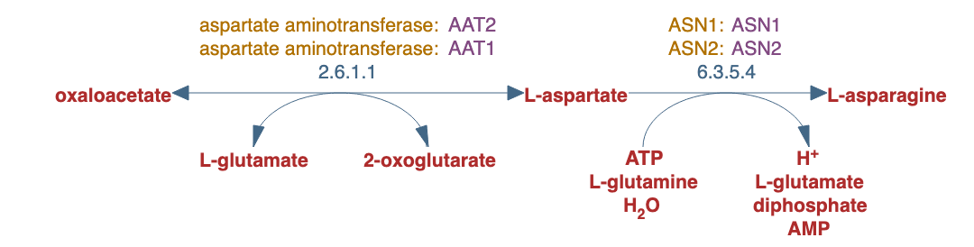 L-asparagine biosynthesis I pathway diagram