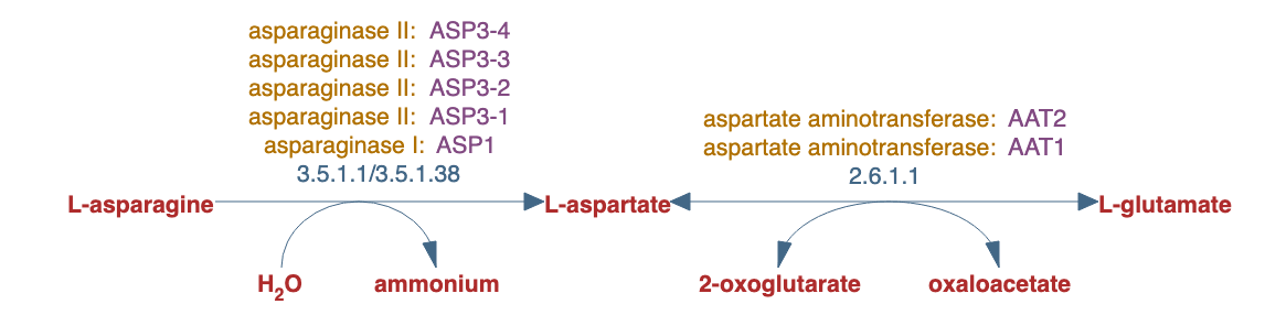 asparagine degradation pathway diagram