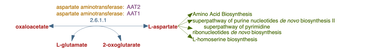 L-aspartate biosynthesis pathway diagram