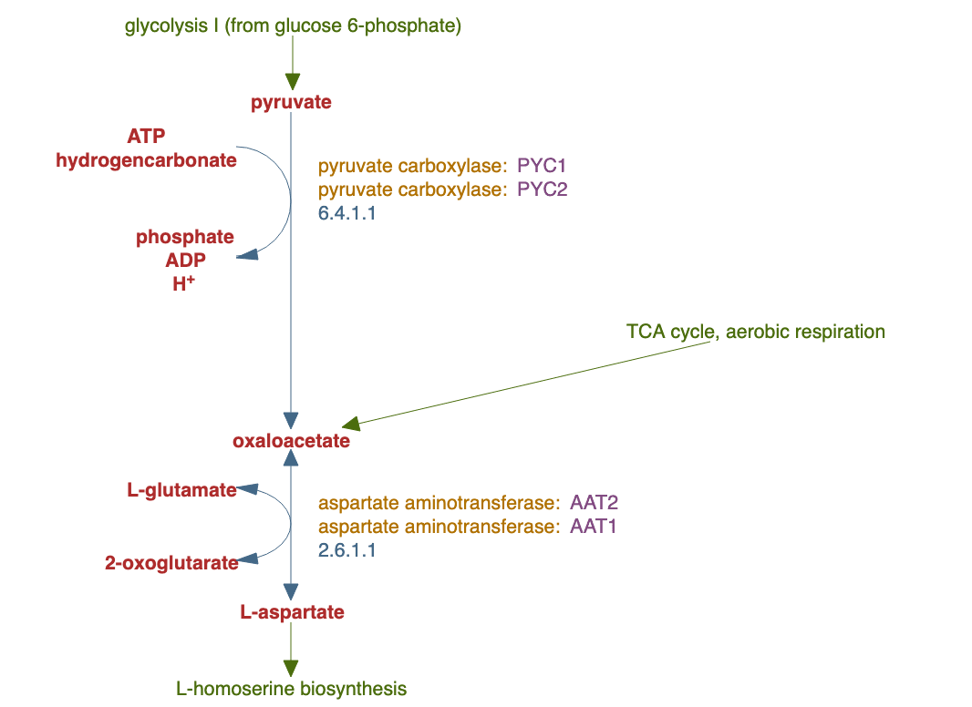 aspartate biosynthesis pathway diagram