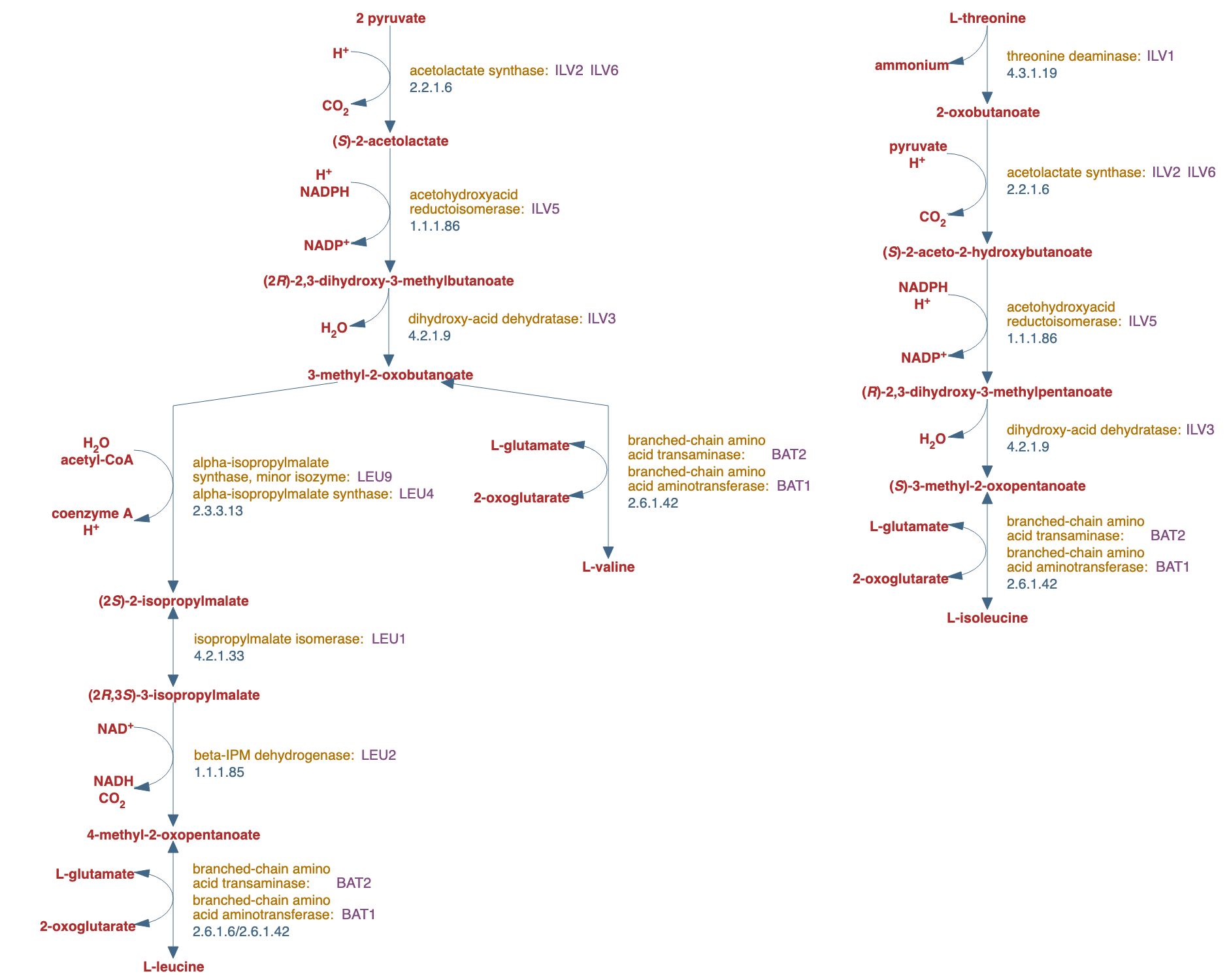 superpathway of branched chain amino acid biosynthesis pathway diagram