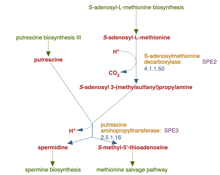 spermidine biosynthesis I pathway diagram