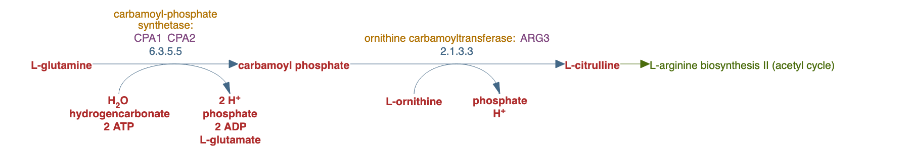 citrulline biosynthesis pathway diagram
