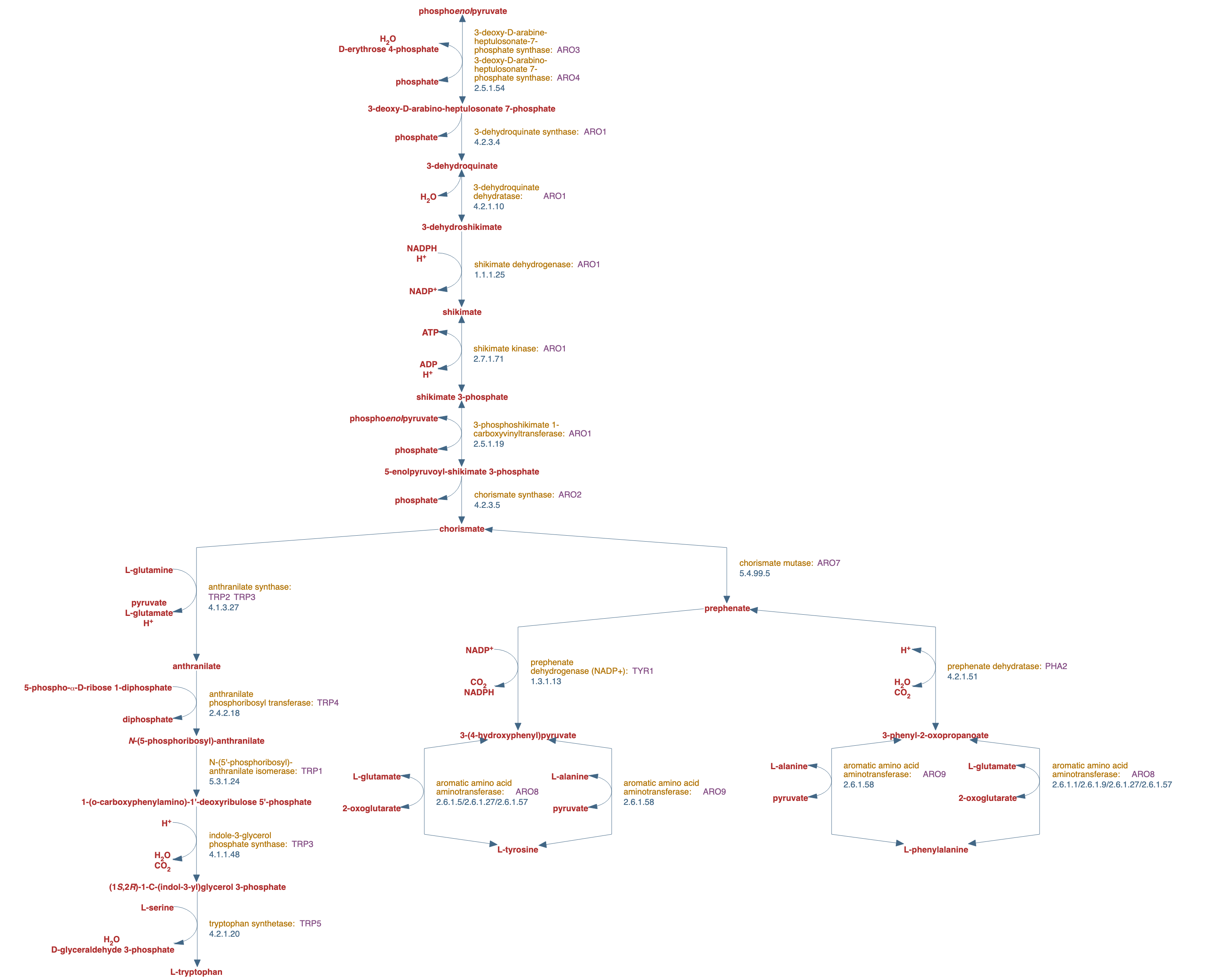 superpathway of aromatic amino acid biosynthesis pathway diagram