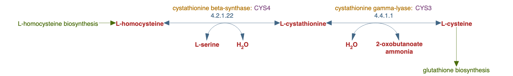 cysteine biosynthesis from homocysteine pathway diagram