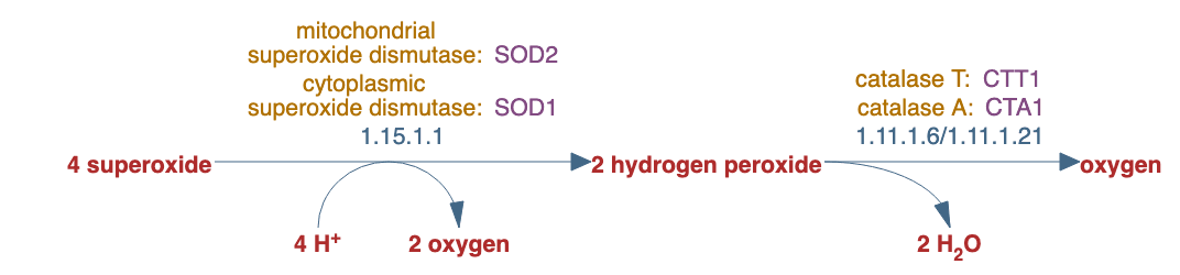 superoxide radicals degradation pathway diagram