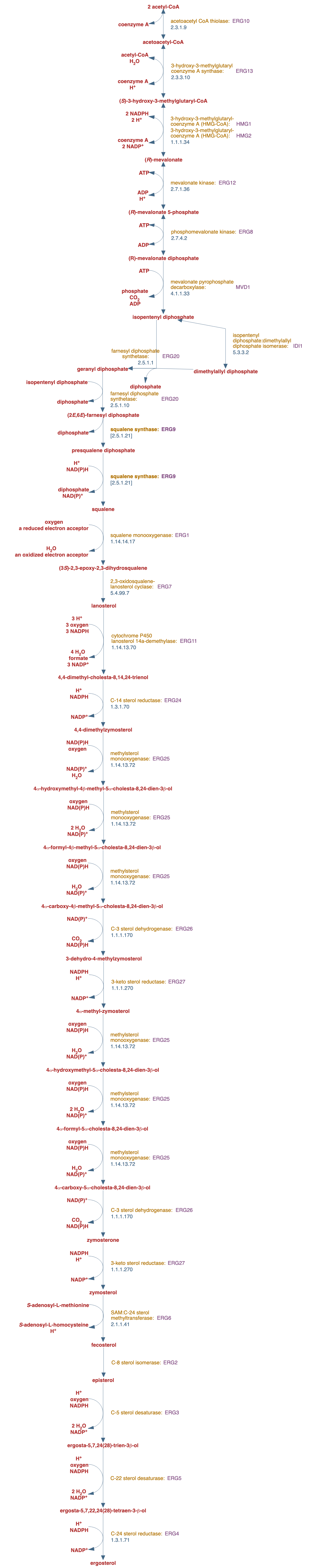 superpathway of ergosterol biosynthesis I pathway diagram