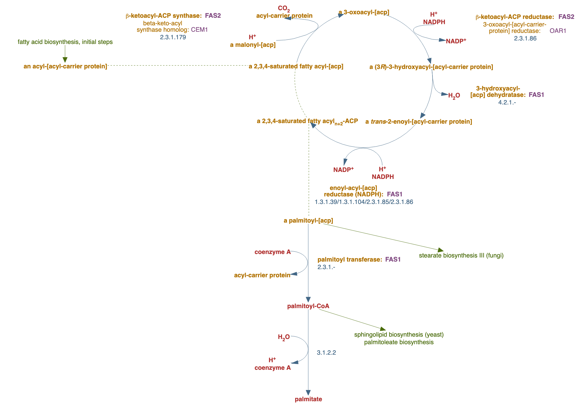 fatty acid elongation pathway diagram