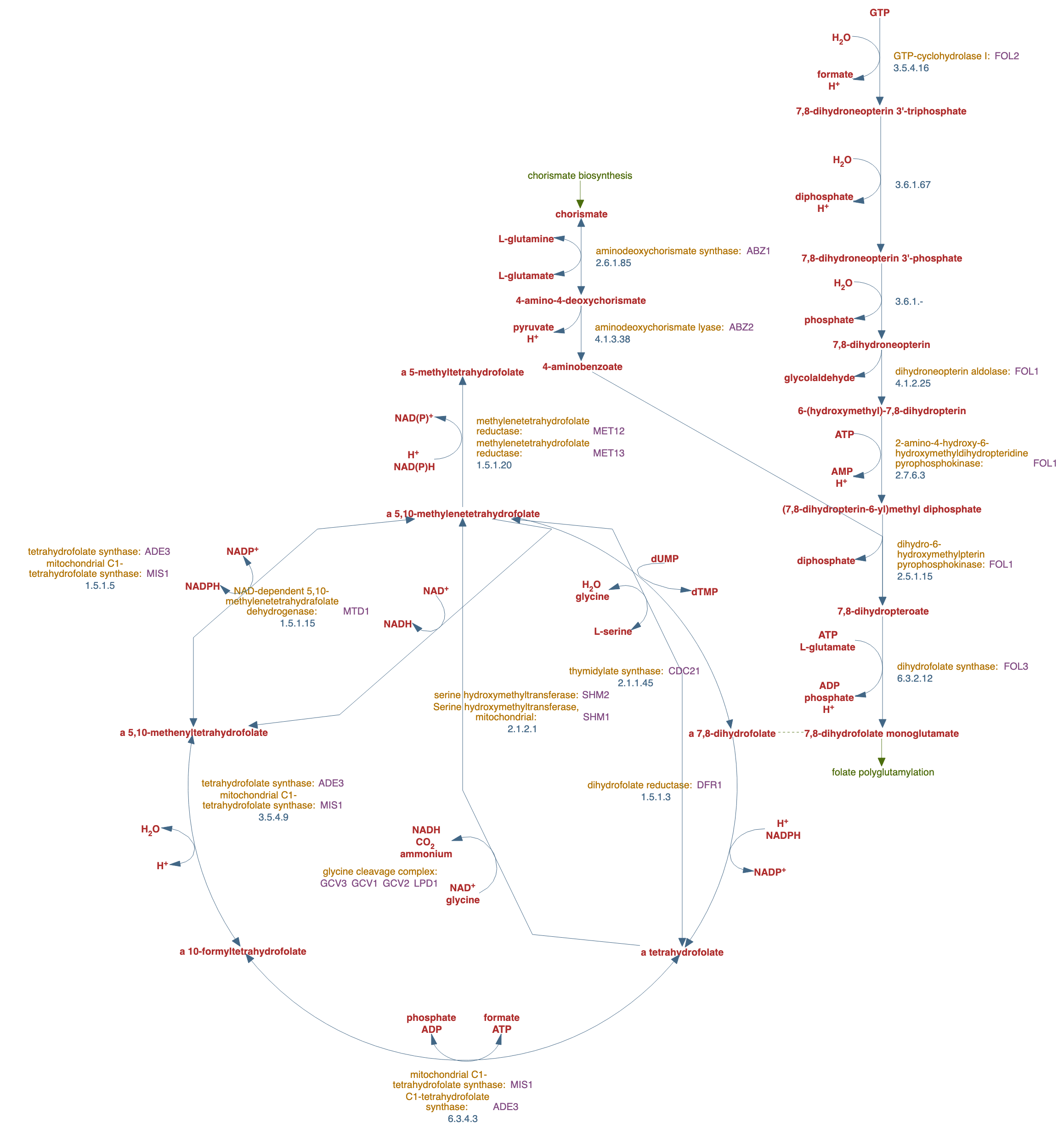 superpathway of tetrahydrofolate biosynthesis and salvage pathway diagram