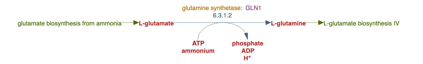 L-glutamine biosynthesis I pathway diagram