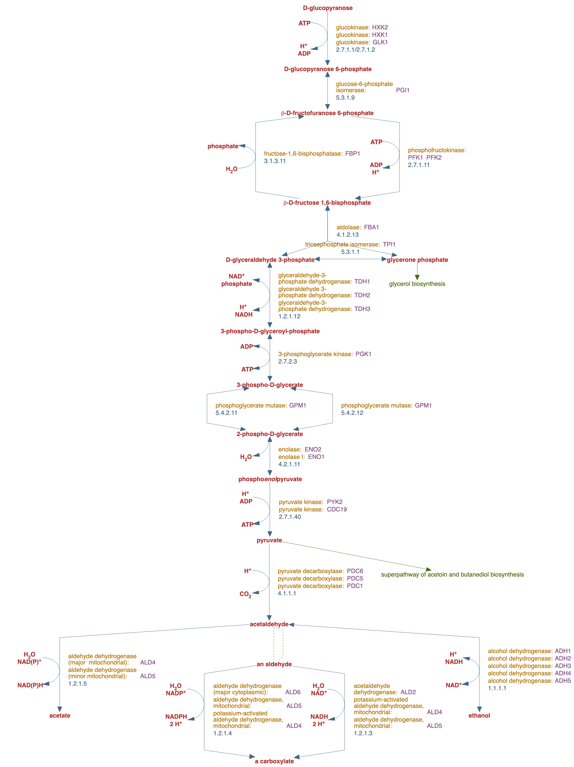 superpathway of glucose fermentation pathway diagram