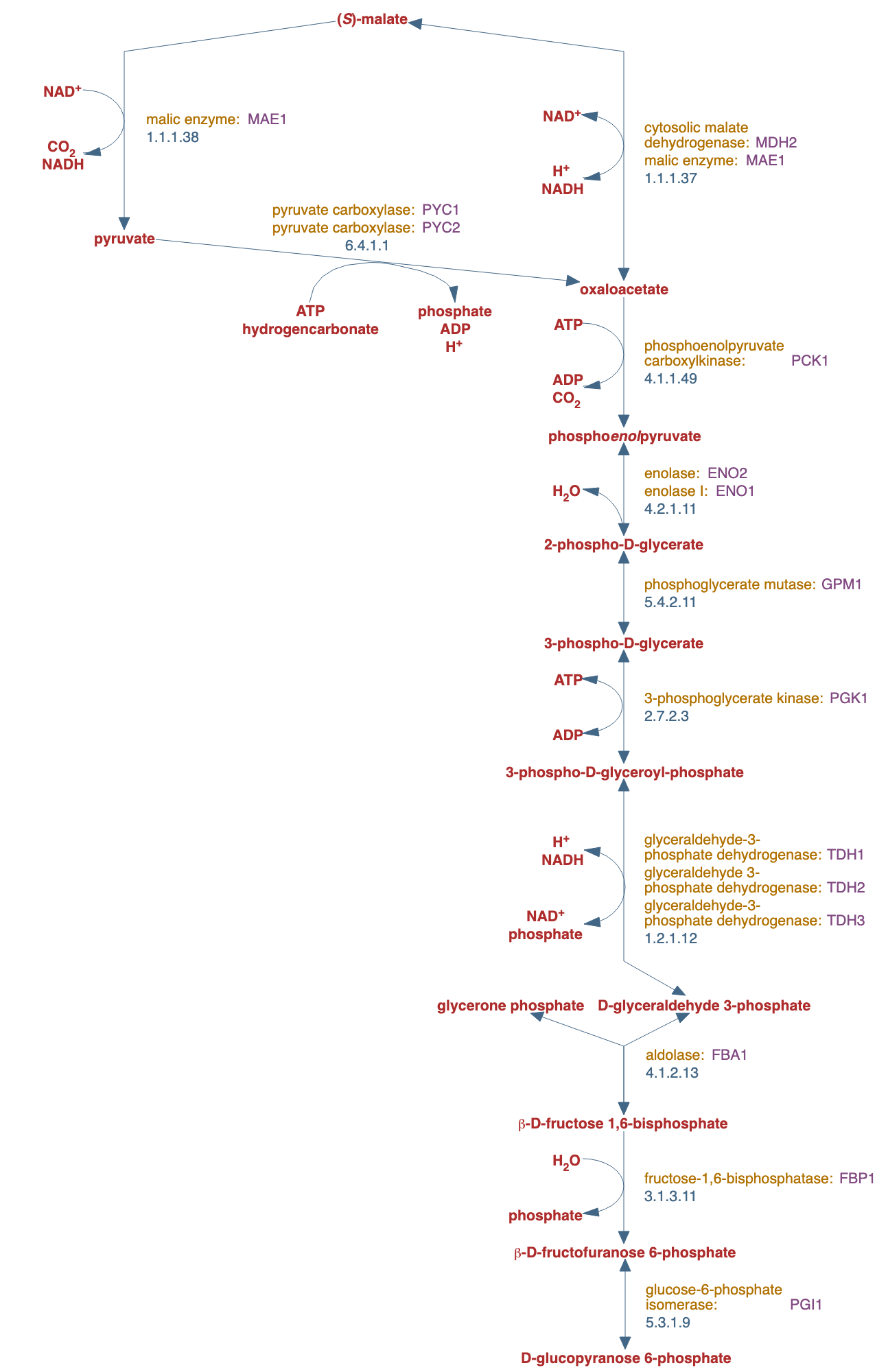 gluconeogenesis I pathway diagram