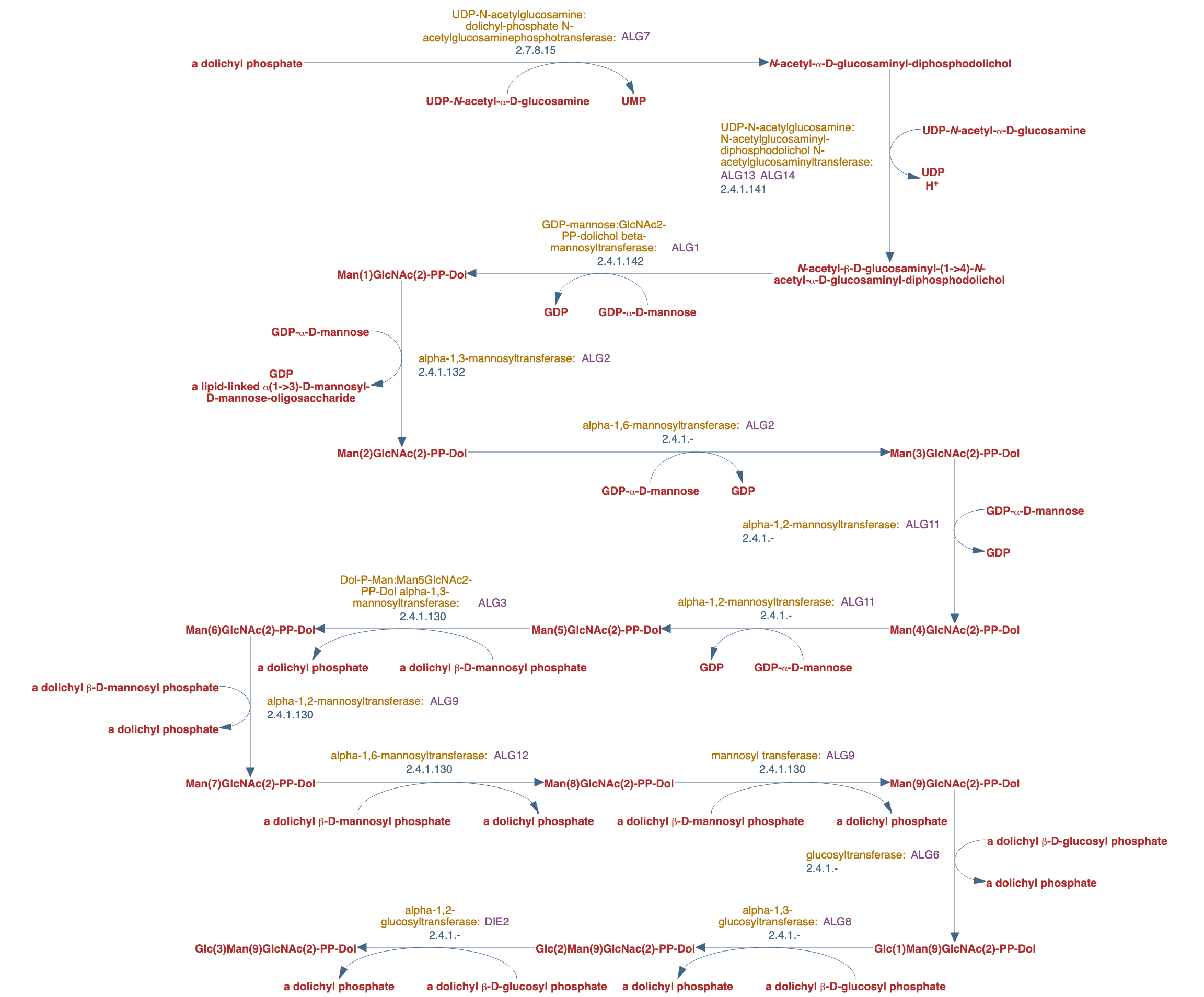 lipid-linked oligosaccharide biosynthesis pathway diagram