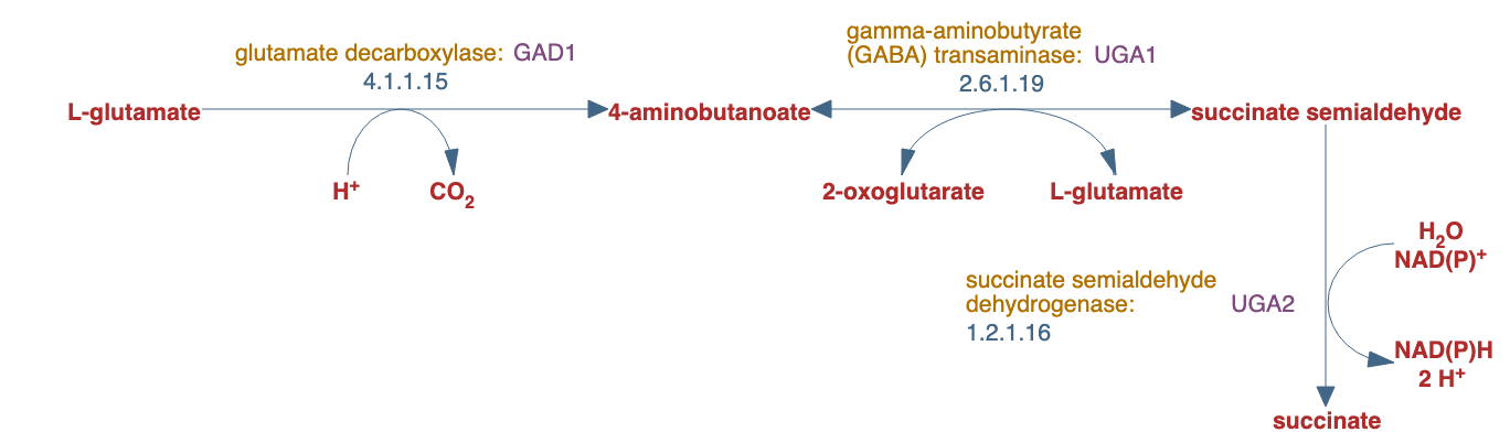 glutamate degradation I pathway diagram