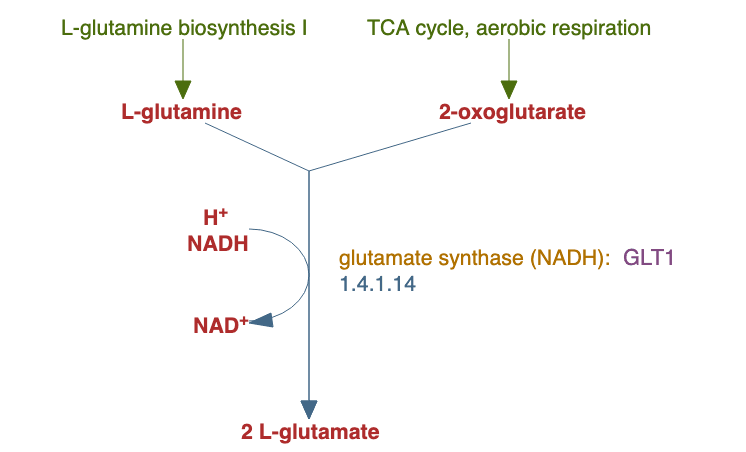 L-glutamate biosynthesis IV pathway diagram
