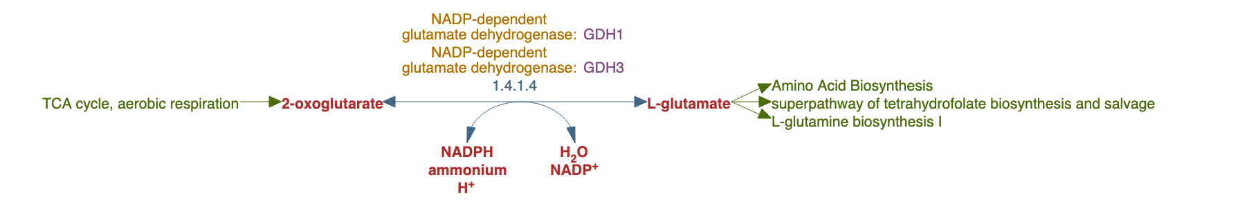 glutamate biosynthesis from ammonia pathway diagram