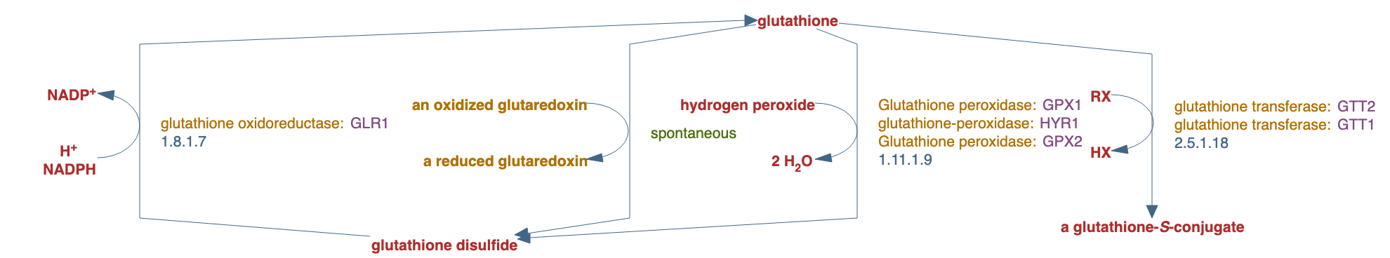 glutathione-glutaredoxin redox reactions pathway diagram