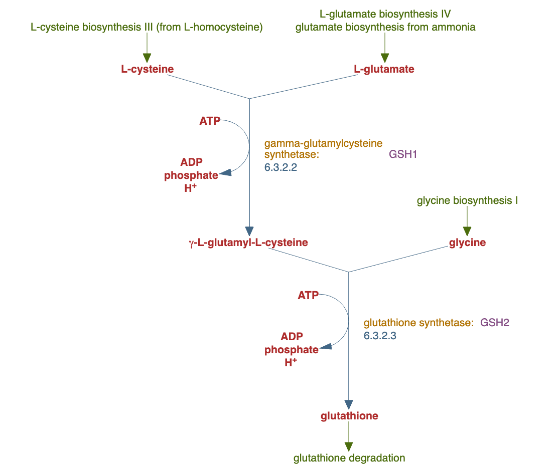 glutathione biosynthesis pathway diagram