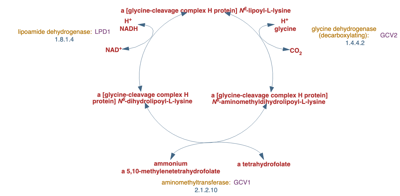 glycine cleavage pathway diagram
