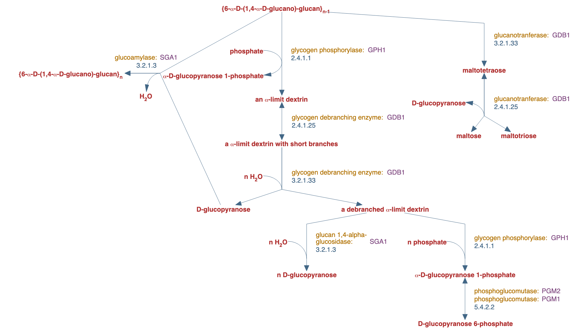 glycogen catabolism pathway diagram