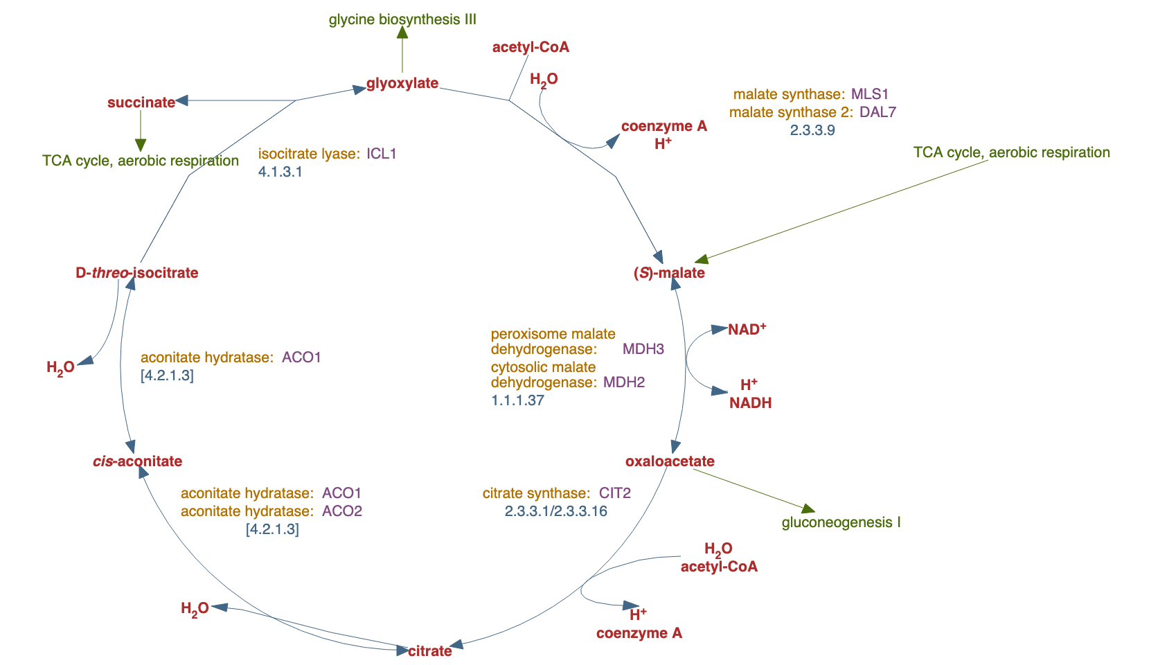 glyoxylate cycle pathway diagram