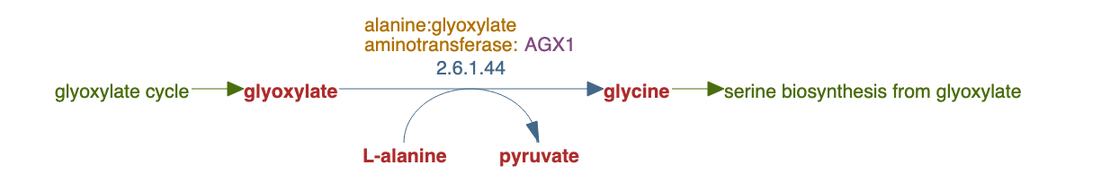 glycine biosynthesis III pathway diagram