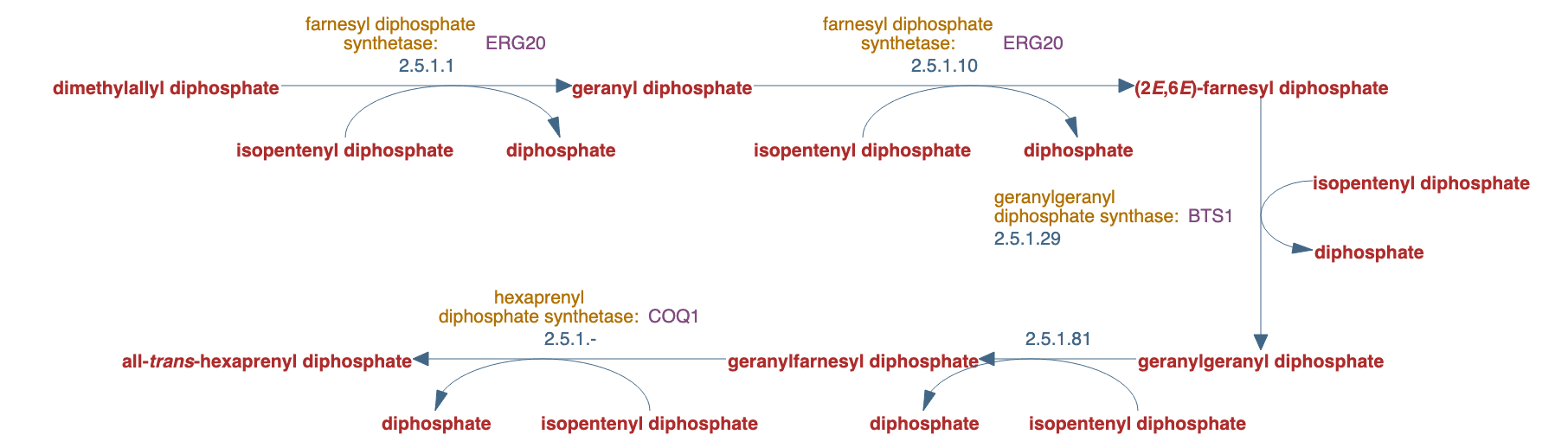 hexaprenyl diphosphate biosynthesis pathway diagram