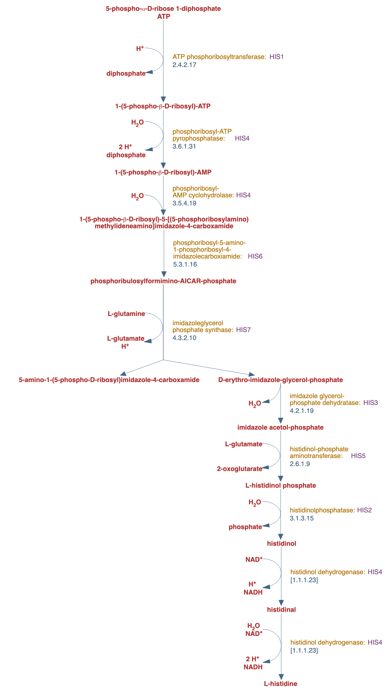 L-histidine biosynthesis pathway diagram