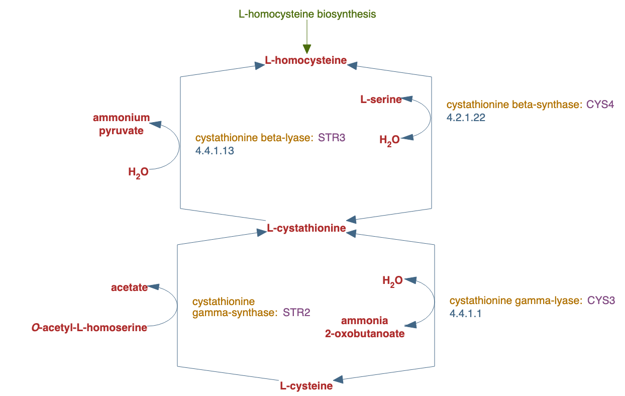 homocysteine and cysteine interconversion pathway diagram
