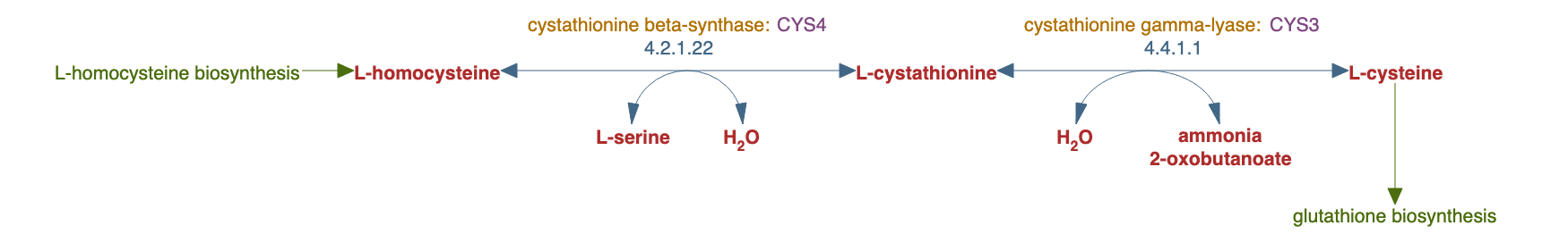 L-cysteine biosynthesis III (from L-homocysteine) pathway diagram