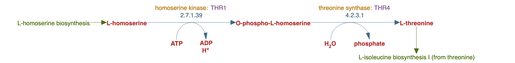 L-threonine biosynthesis pathway diagram