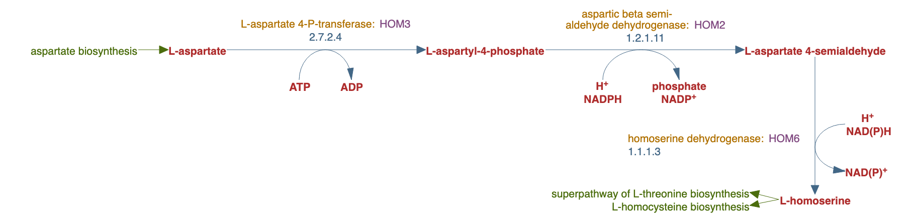 L-homoserine biosynthesis pathway diagram