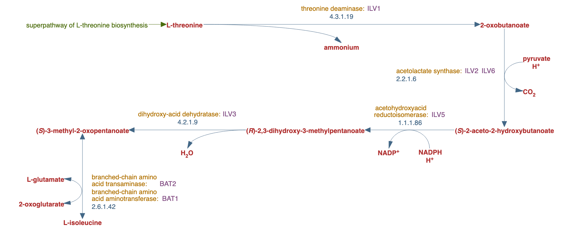 L-isoleucine biosynthesis I (from threonine) pathway diagram