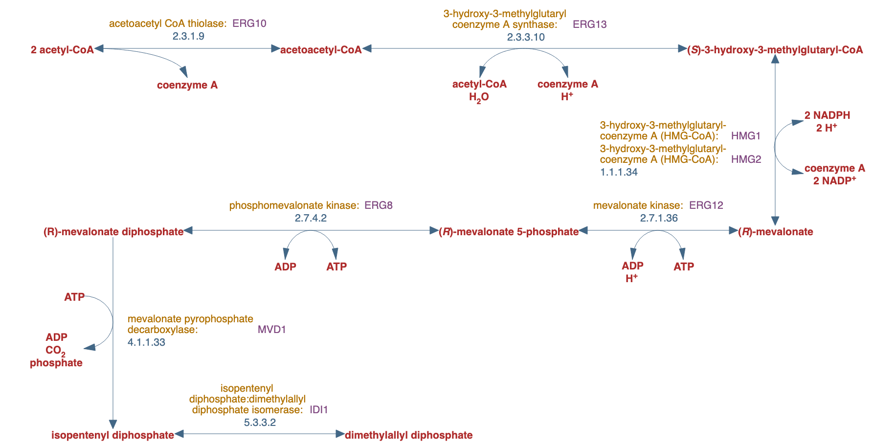 mevalonate pathway pathway diagram
