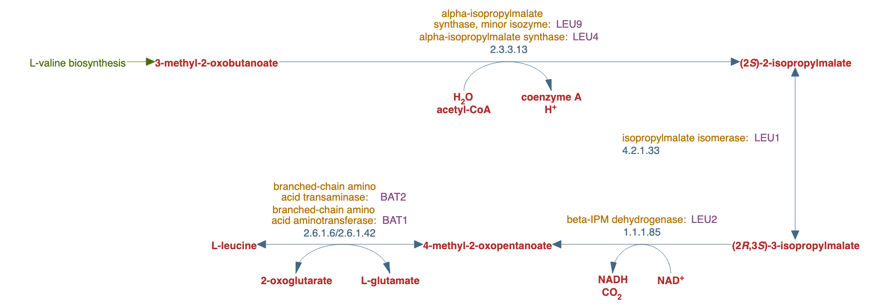 L-leucine biosynthesis pathway diagram