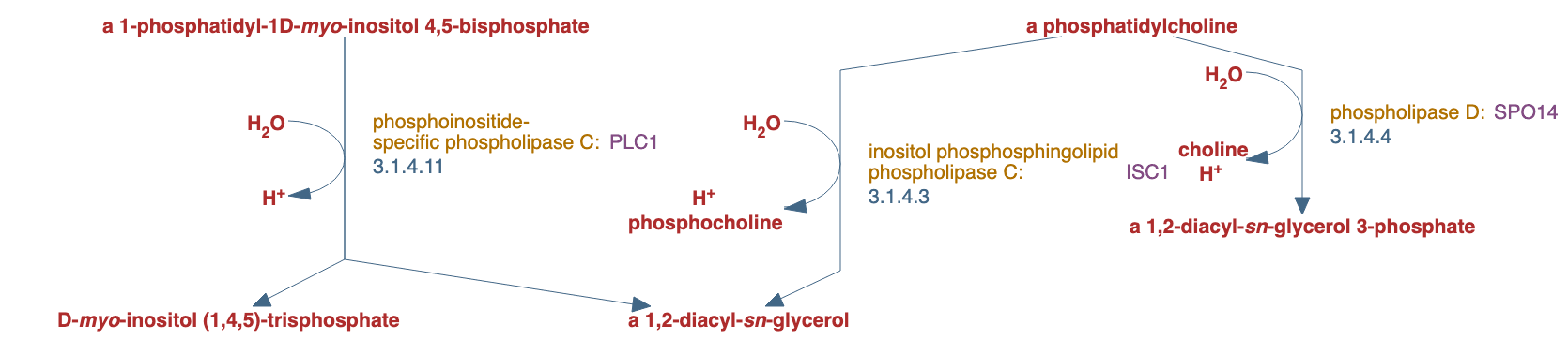 phospholipids degradation pathway diagram