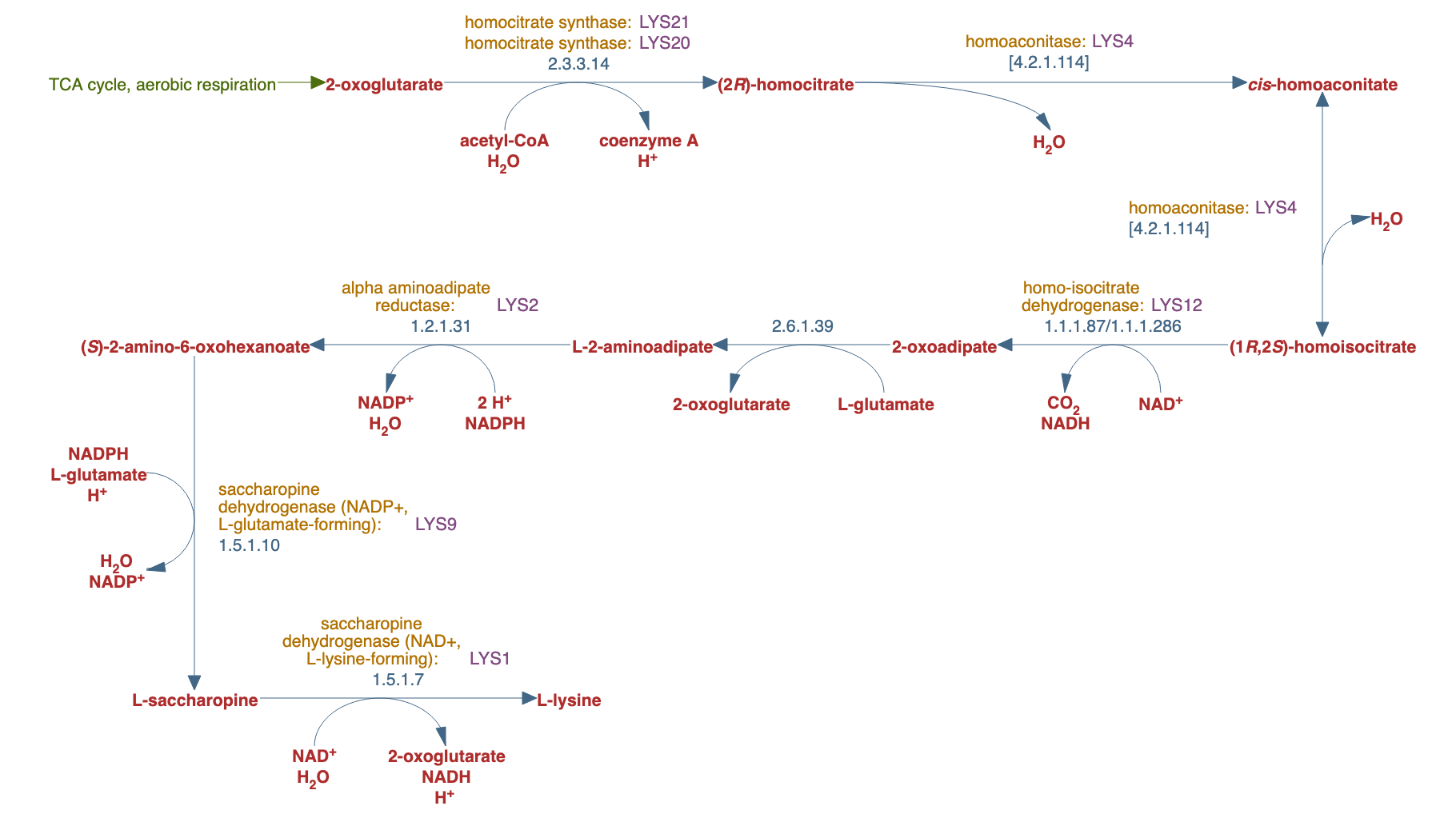 L-lysine biosynthesis IV pathway diagram