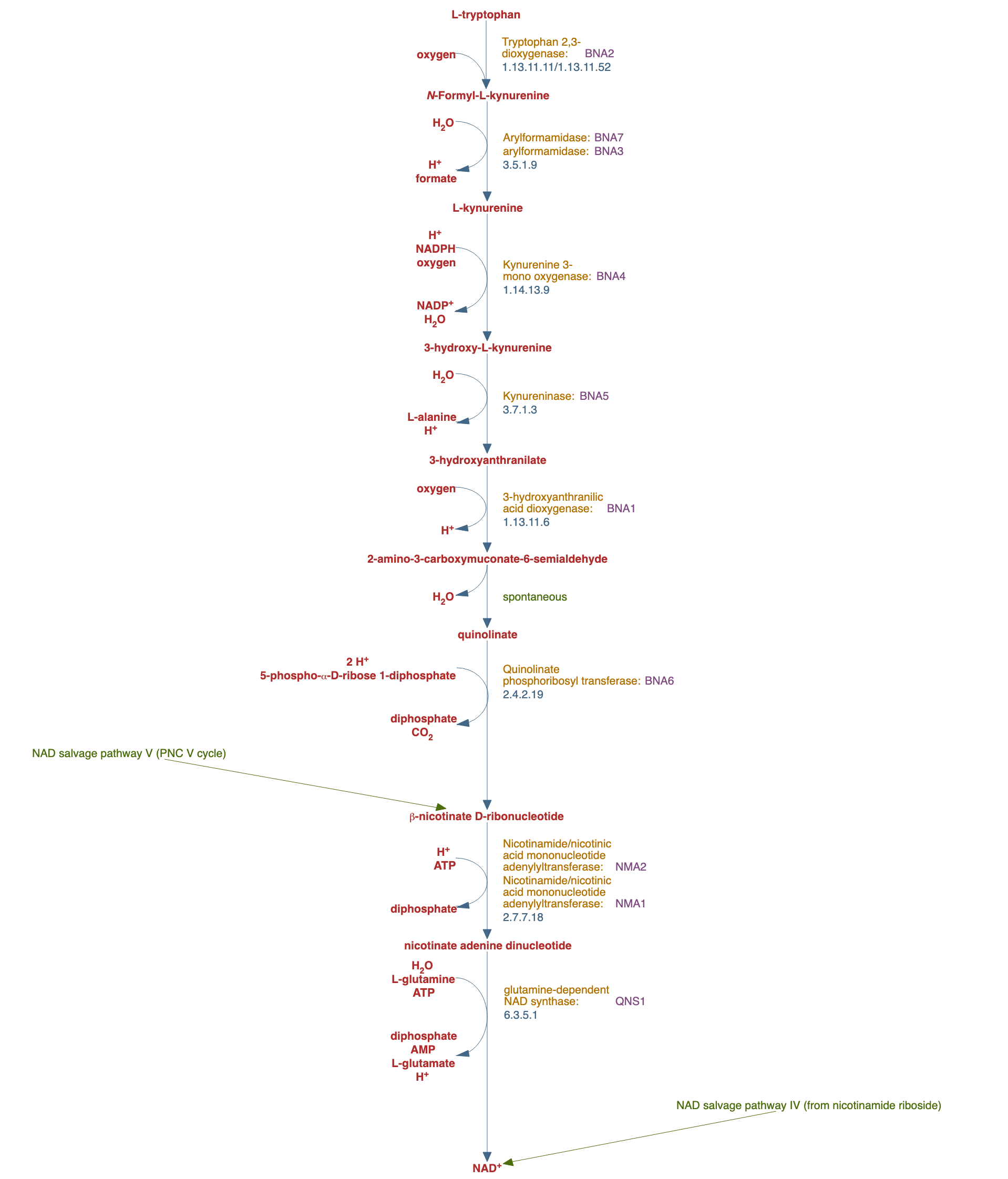 NAD de novo biosynthesis II (from tryptophan) pathway diagram