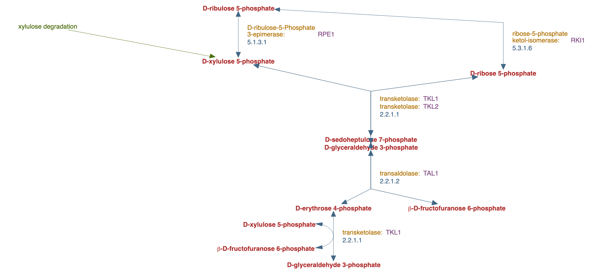 pentose phosphate pathway (non-oxidative branch) pathway diagram