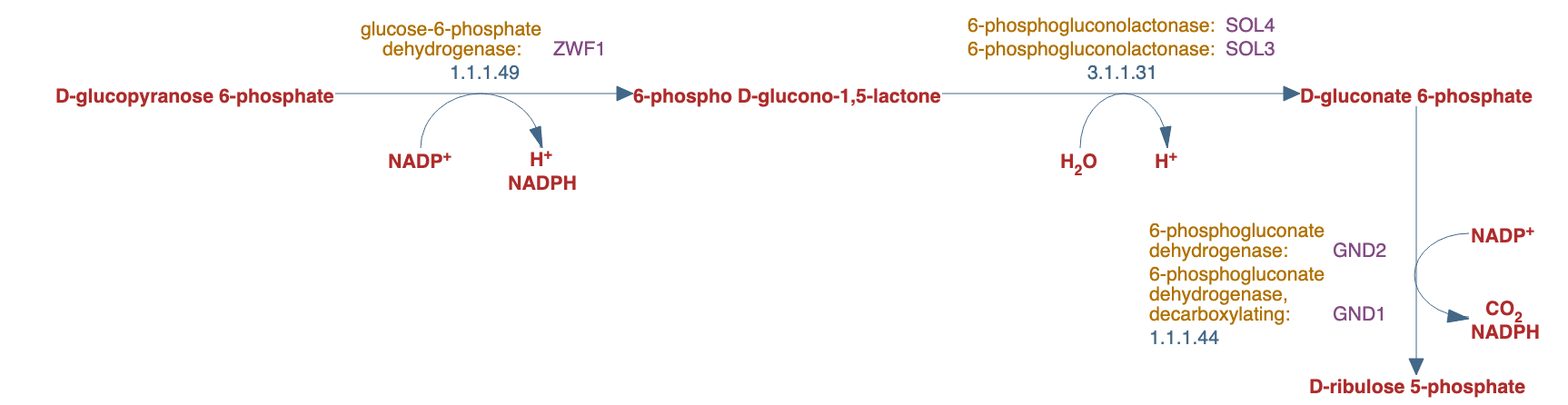 pentose phosphate pathway (oxidative branch) I pathway diagram